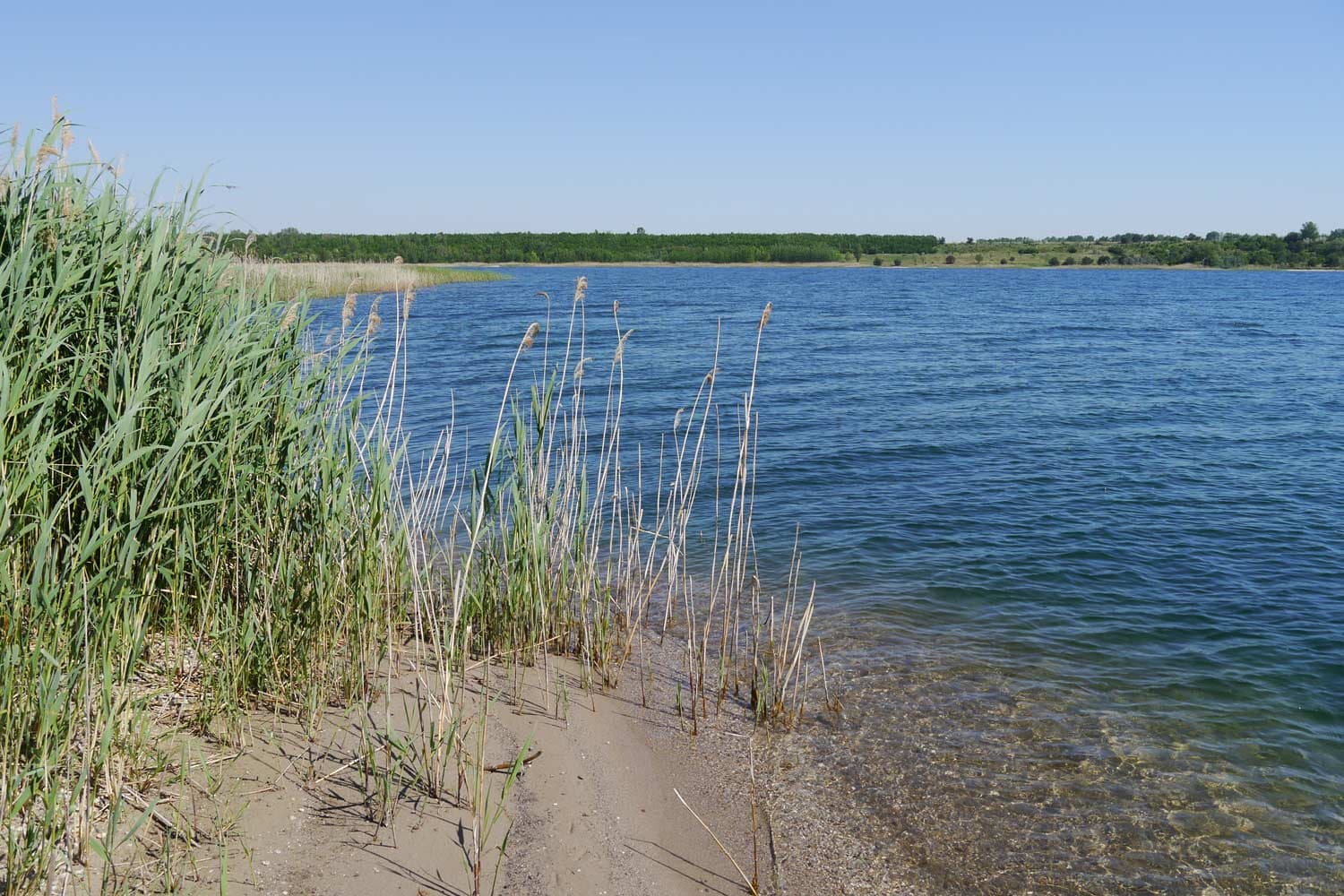 Aufnahme vom Ufer und dem klaren Wasser des Gremminer Sees, einem beliebten Ausflugsziel bei Dessau