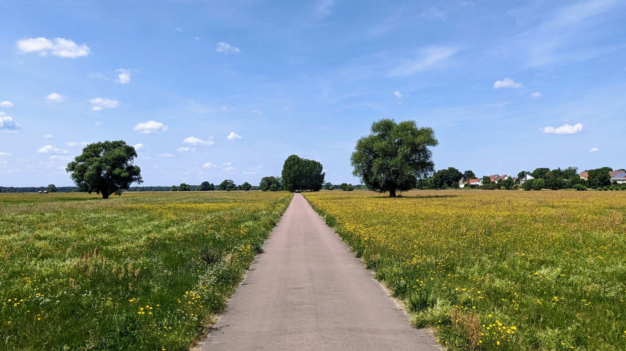 Foto vom Elberadweg, der von zwei grünen Wiesen umrahmt wird und sich gut für Tagestouren oder zum Radwandern an der Elbe eignet